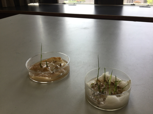 帝塚山学院小学校ニュース 帝塚山学院小学校